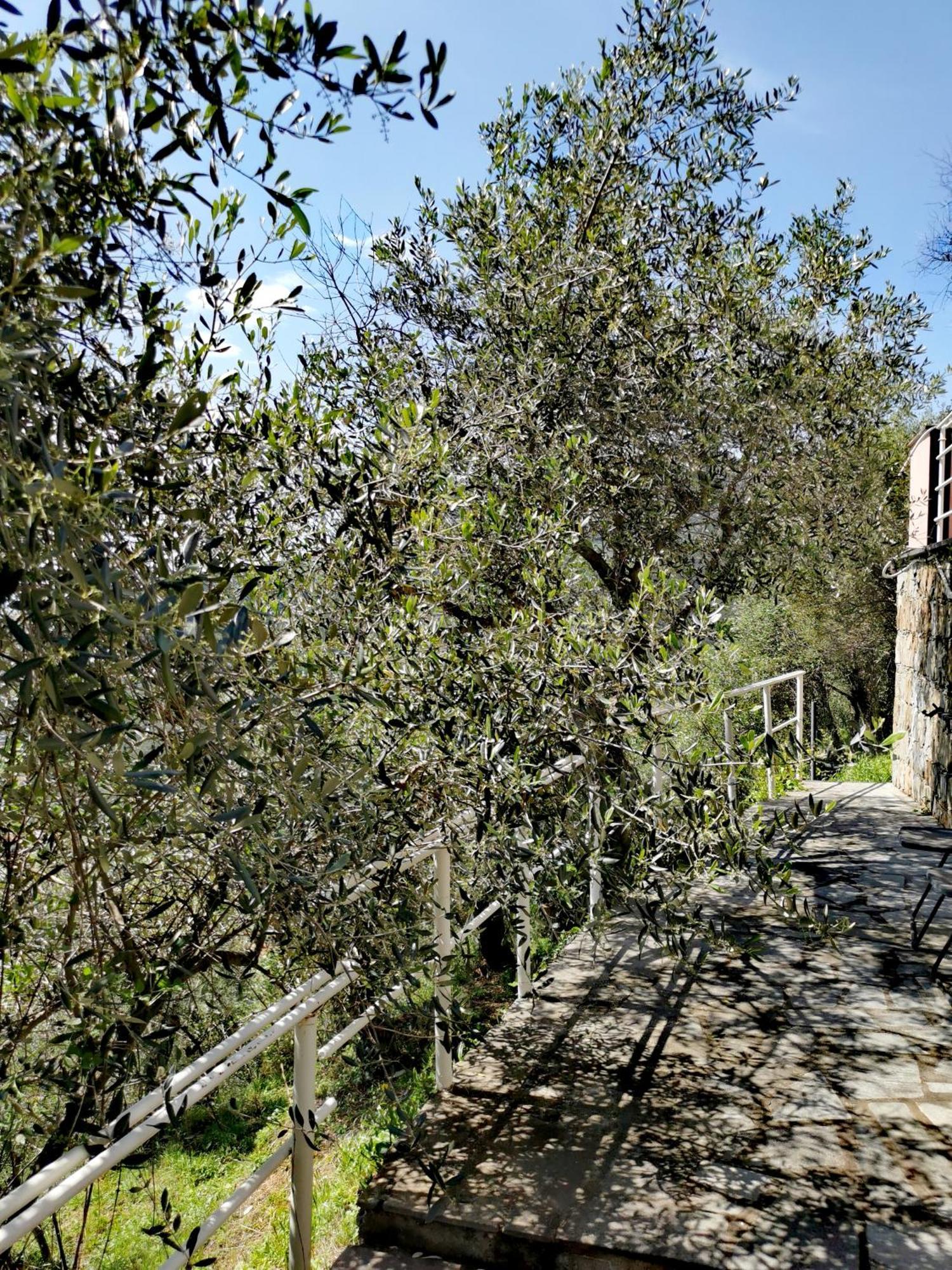 Villa Casun Du Menegottu Sestri Levante Esterno foto